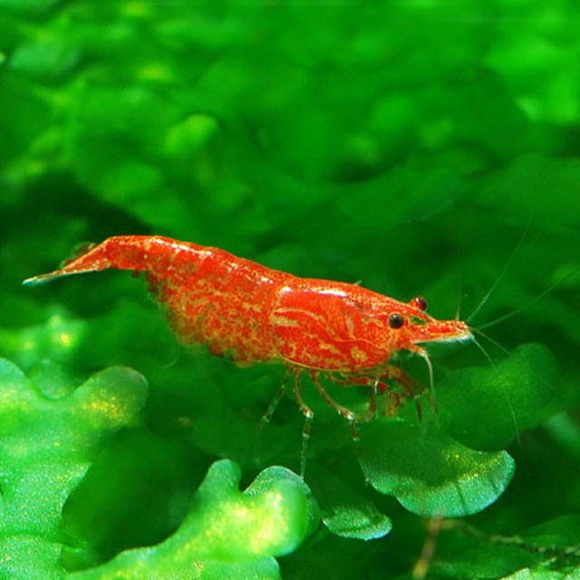 Hình ảnh Tép Anh Đào - Tép RC - Red Cherry Shrimp