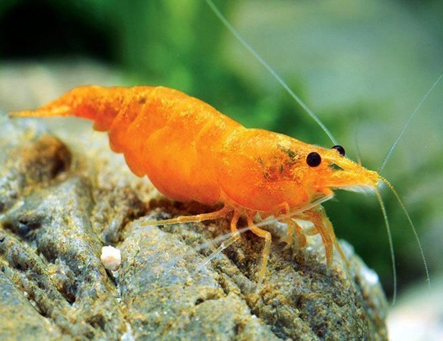 Hình ảnh Tép Cam - Orange Shrimp