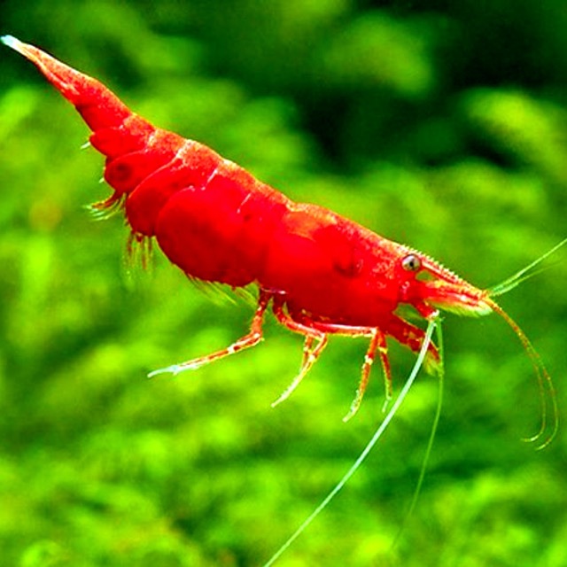 Hình ảnh Tép đỏ Fire Red - Fire Red Shrimp 