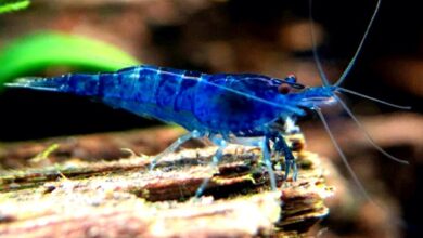 Hình ảnh Tép Xanh Blue Dream - Blue Dream Shrimp