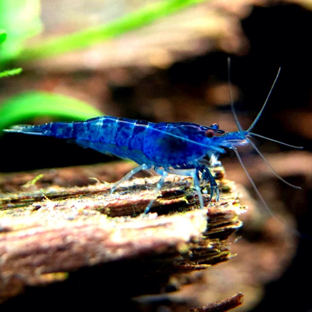 Hình ảnh Tép Xanh Blue Dream - Blue Dream Shrimp