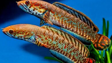 Hình ảnh Cá Lóc Cầu Vồng Ngũ Sắc - Rainbow Snakehead