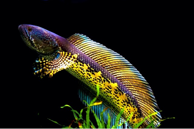 Cá Lóc Nữ Hoàng - Một Trong Những Loài Cá Lóc Cảnh Đẹp Nhất - Thái Hòa  Aquarium