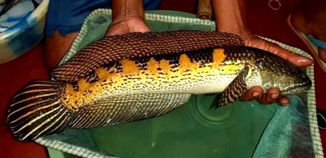 Hình ảnh Cá Lóc Nữ Hoàng trưởng thành có thể dài tới 35-40cm