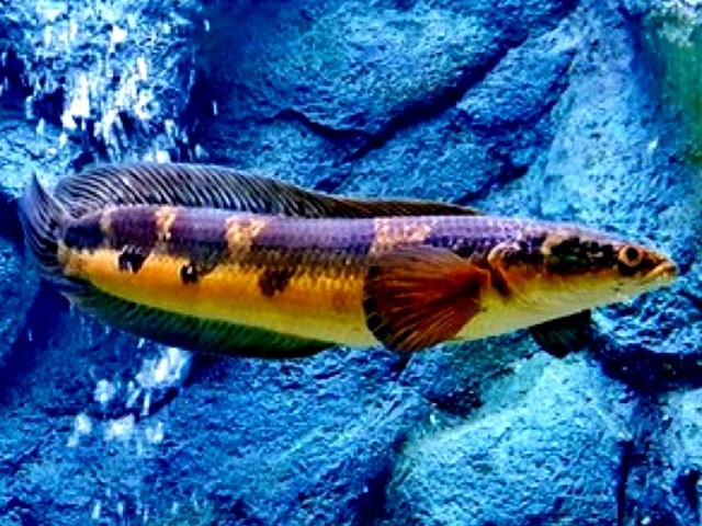Hình ảnh Chất lượng của một con cá Lóc Vẩy Rồng được đánh giá bằng hoa văn trên người chúng
