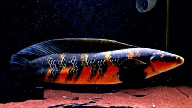Hình ảnh Một con cá Lóc Vẩy Rồng Đỏ chất lượng