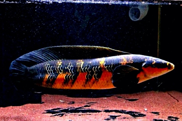 Hình ảnh Một con cá Lóc Vẩy Rồng Đỏ chất lượng