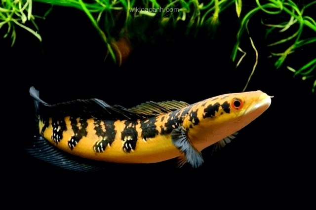 Hình ảnh Cá Lóc Vảy Rồng Riau với gam màu cam nổi trội
