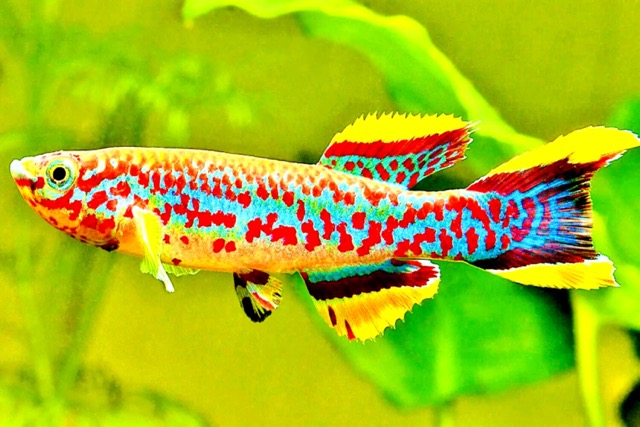 Hình ảnh 1 gam màu tuyệt sắc cho bể cá