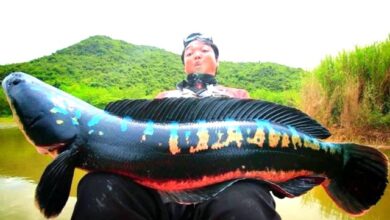 Hình ảnh Cá Lóc Bông Thái - Channa Micropeltes