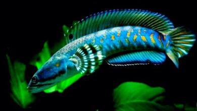 Hình ảnh Cá Lóc Pháo Hoa Đốm Vàng - Channa Pulchra
