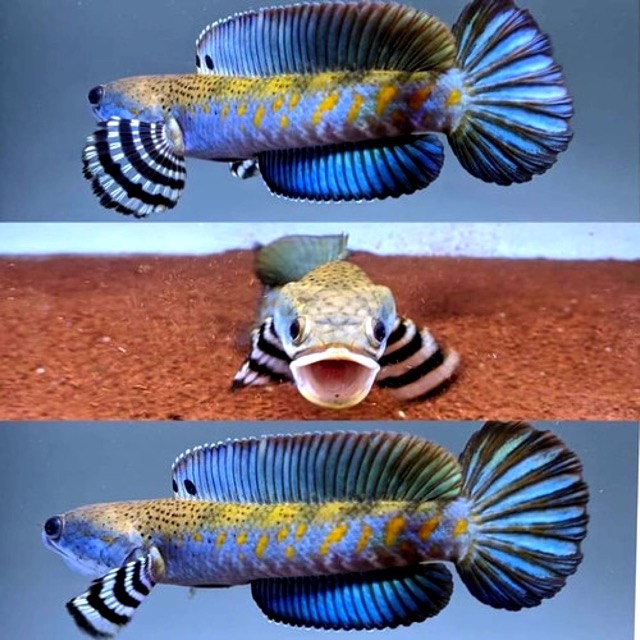Hình ảnh Cá Lóc Pháo Hoa Đốm Vàng
