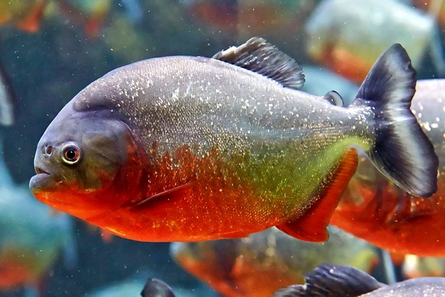 Hình ảnh Cá Piranha Bụng Đỏ 