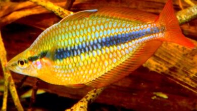 Hình ảnh Cá Cầu Vồng Coen - Coen River Rainbowfish