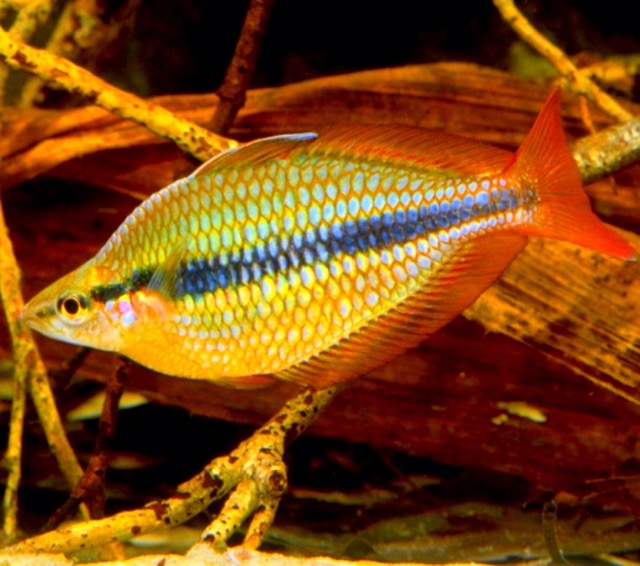 Hình ảnh Cá Cầu Vồng Coen - Coen River Rainbowfish 