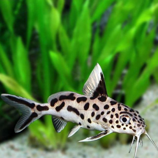 Toàn thân cá mèo Petricola bao phủ bởi màu xám với các đốm đen, cùng phần vây màu đen điểm xuyết viền sọc trắng