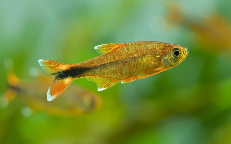Nana Vàng – loài cá cảnh thú vị với màu sắc bắt mắt
