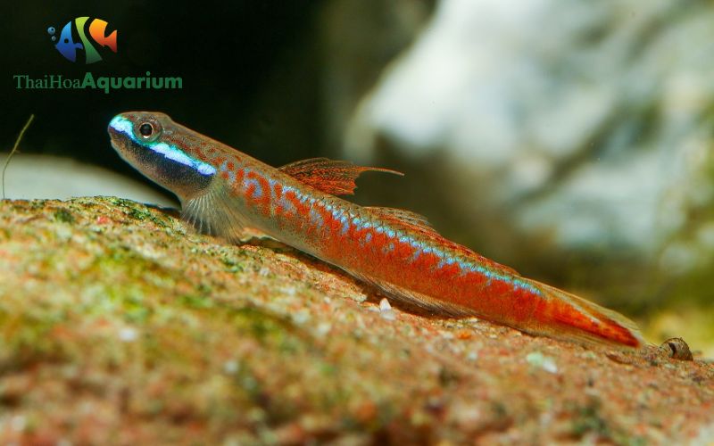 Cá bống nước ngọt red neon stiphodon