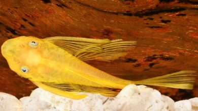 shortfin vang 1 Cá Shortfin Vàng – Loài Cá Tầng Đáy Hiền Hòa Thú Vị!