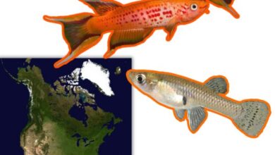 5 loai ca canh bac my 1 5 Loài Cá Cảnh Bản Địa Bắc Mỹ Phổ Biến Nhất Thế Giới