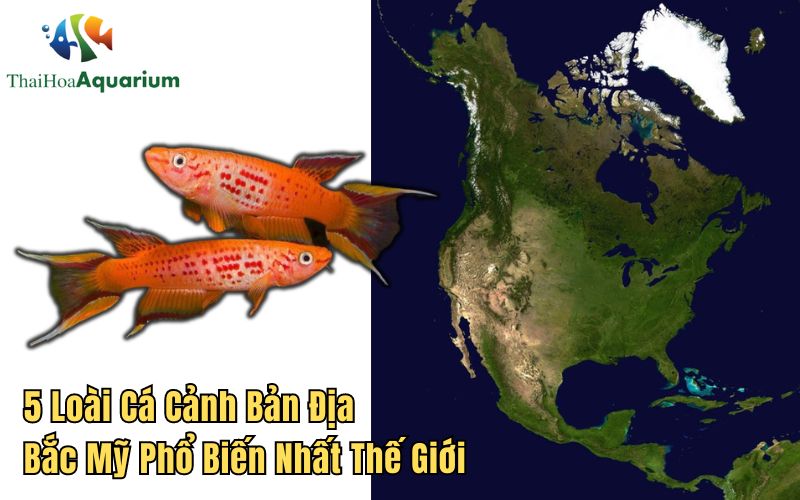 Bắc Mỹ có mạng lưới sông ngòi phát triển, là nơi sinh sống lý tưởng của đa dạng các loại cá cảnh