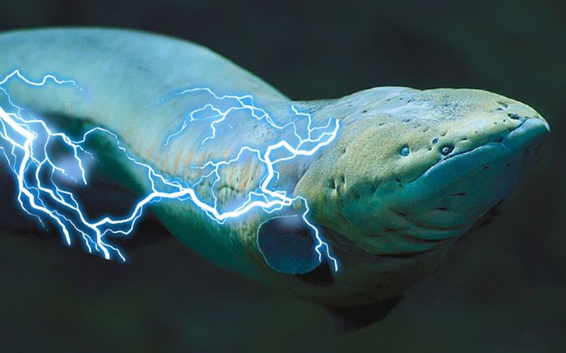 ca ban dien Điểm mặt 5 loài cá bắt mồi bằng khả năng phóng điện