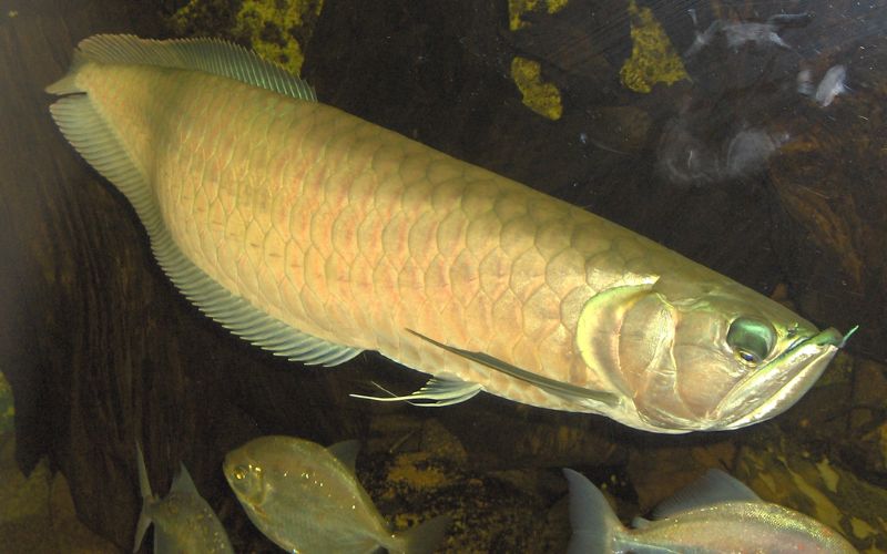 ca rong 5 loài cá cảnh có nguồn gốc sông Amazon phổ biến nhất thế giới
