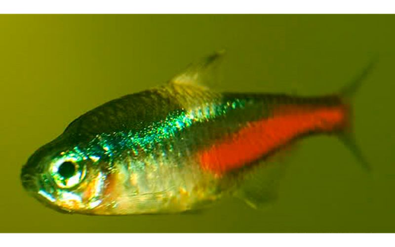 neon tetra 5 loài cá cảnh châu Âu được chăm nuôi phổ biến nhất