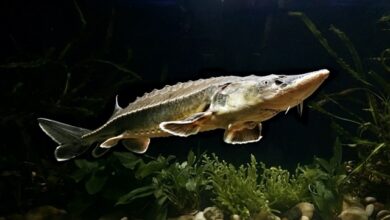 Hình ảnh Cá Tầm Trung Quốc