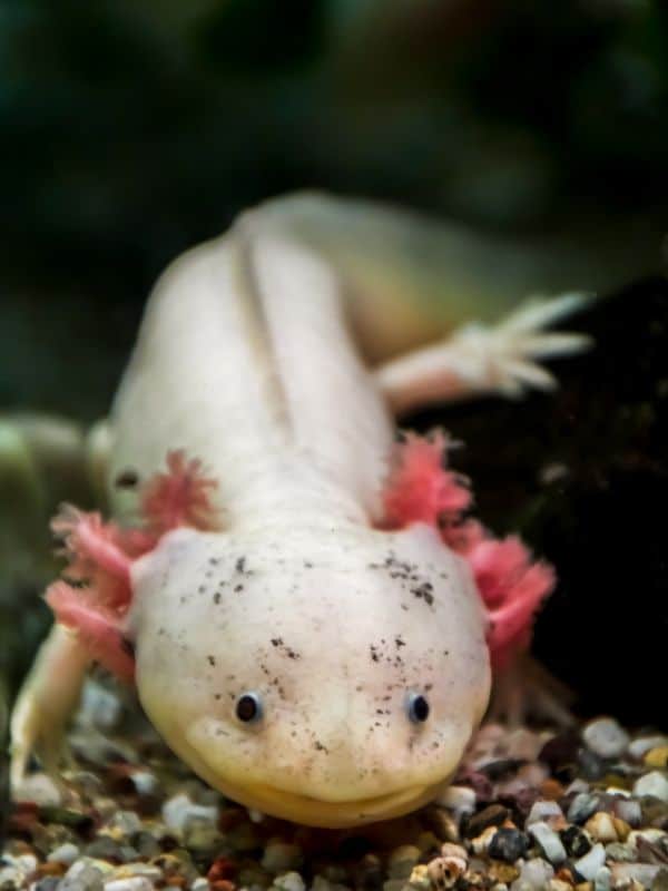 1. Axolotl Leucistic Trang 10 Loại Cá Axolotl Đẹp Mắt Và Phổ Biến Nhất Hiện Nay, Người Chơi Cá Cảnh Nào Cũng Nên Biết