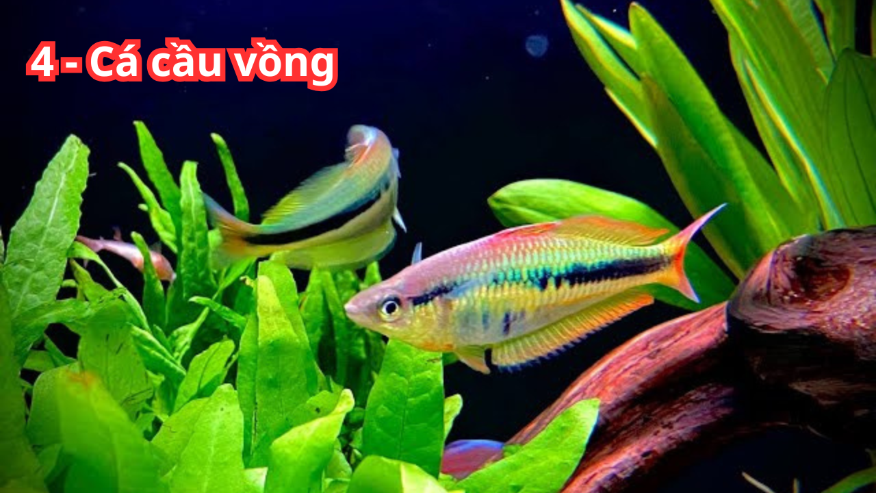 4 Ca cau vong TOP 10 loại cá nhiệt đới bạn có thể lựa chọn để nuôi trong bể cá cảnh của mình