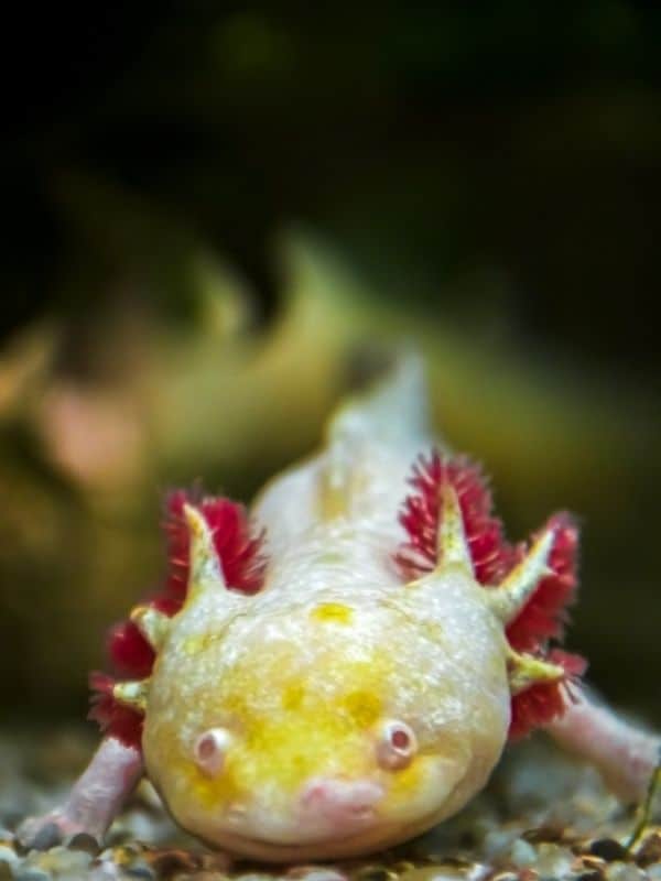 Axolotl Bach Kim Vang 10 Loại Cá Axolotl Đẹp Mắt Và Phổ Biến Nhất Hiện Nay, Người Chơi Cá Cảnh Nào Cũng Nên Biết