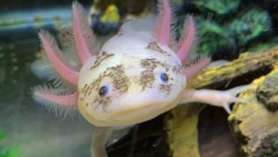 Axolotl Dom Leucistic 10 Loại Cá Axolotl Đẹp Mắt Và Phổ Biến Nhất Hiện Nay, Người Chơi Cá Cảnh Nào Cũng Nên Biết