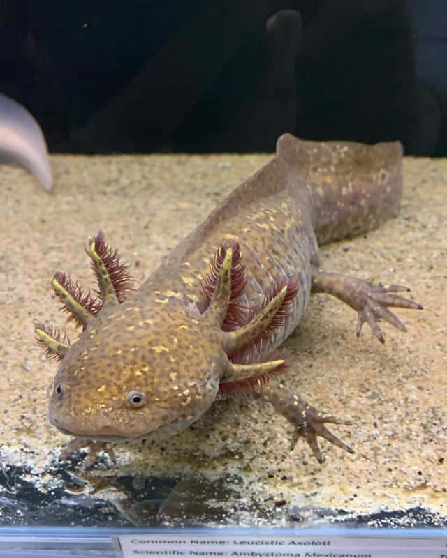 Axolotl Dong 10 Loại Cá Axolotl Đẹp Mắt Và Phổ Biến Nhất Hiện Nay, Người Chơi Cá Cảnh Nào Cũng Nên Biết