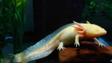 Axolotl GFP Green Fluorescent Protein Axolotl Có Thể Sống Trên Cạn Không? Những Điều Cần Biết Khi Chăm Sóc Axolotl