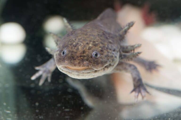 Axolotl Loai Hoang Da 10 Loại Cá Axolotl Đẹp Mắt Và Phổ Biến Nhất Hiện Nay, Người Chơi Cá Cảnh Nào Cũng Nên Biết