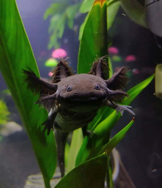 Axolotl Melanoid Den 10 Loại Cá Axolotl Đẹp Mắt Và Phổ Biến Nhất Hiện Nay, Người Chơi Cá Cảnh Nào Cũng Nên Biết