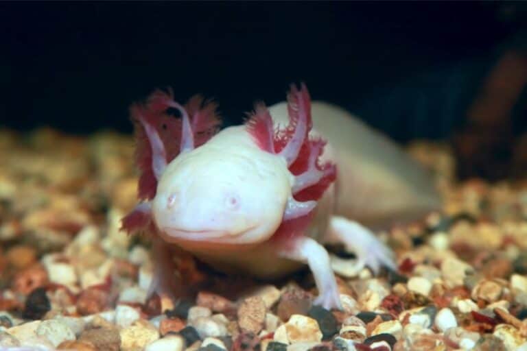 Axolotl Trang Albino 10 Loại Cá Axolotl Đẹp Mắt Và Phổ Biến Nhất Hiện Nay, Người Chơi Cá Cảnh Nào Cũng Nên Biết