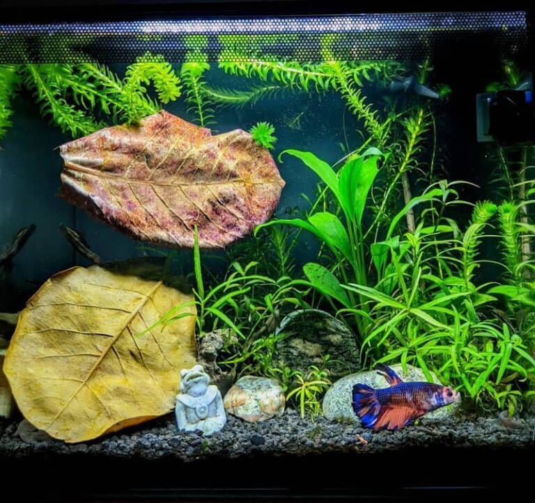 Indian Almond Leaves and Betta Fish 768x723 1 Lá Bàng Ấn Độ: Lợi ích & Cách Sử Dụng Trong Bể Cá