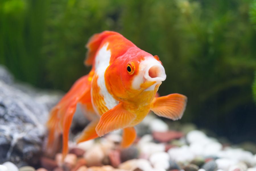 ammonia poisoning in goldfish Ngộ Độc Amoniac Ở Cá Vàng: Triệu Chứng, Cách Điều Trị Và Phòng Ngừa Hiệu Quả