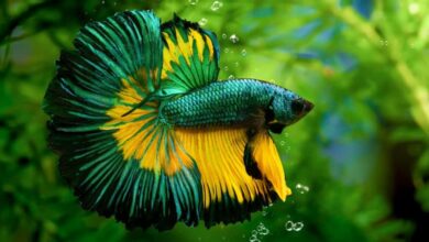 colorful betta 1024x720 1 Bí Quyết Giảm Căng Thẳng Cho Cá Betta: Chăm Sóc Để Cá Luôn Khỏe Mạnh Và Rực Rỡ