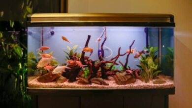 how long should aquarium lights be on 768x512 1 Nên Bật Đèn Bể Cá Trong Bao Lâu Là Đủ? Bí Quyết Tối Ưu Cho Người Nuôi Cá Cảnh