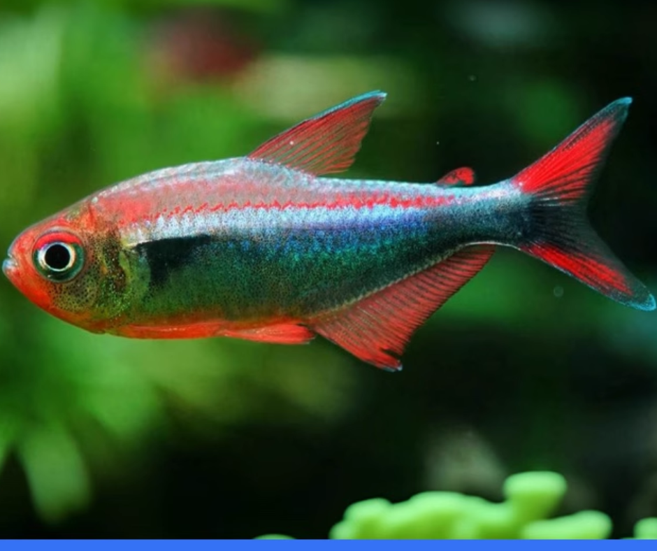 Red Blue Peru Tetra Cẩn Thận! Red-Blue Peru Tetra Có Thể Khiến Bạn "Nghiện" Ngắm Cả Ngày!