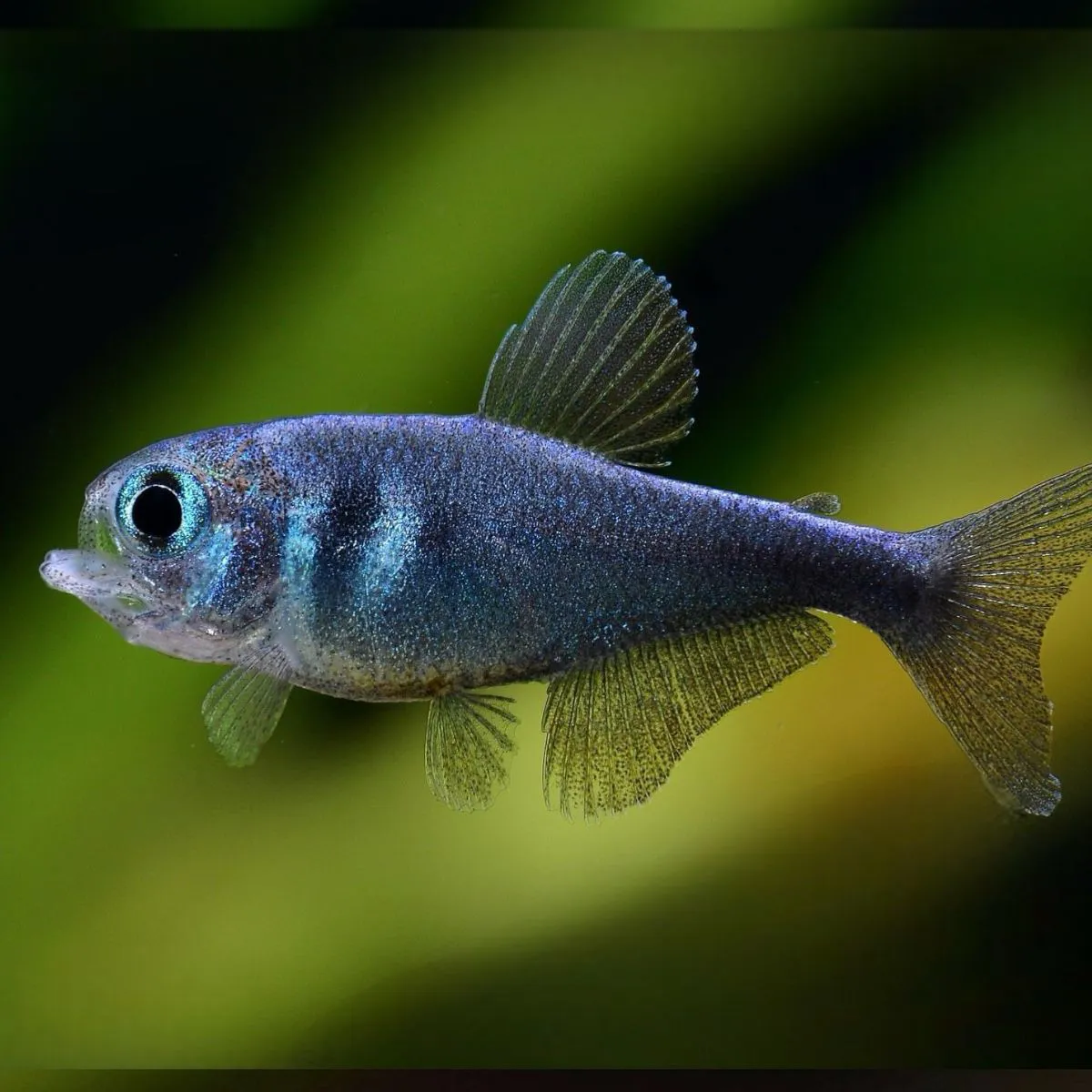 Steel Blue Tetra Steel Blue Tetra - Chiến binh xanh thép nổi loạn như phim hành động nếu nuôi sai cách